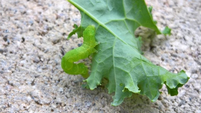 Master Cabbage Loopers: Tips to Identify and Control These Pests