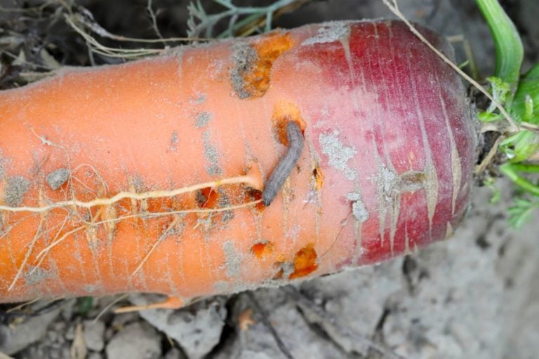 6 Carrot Pests You Must Know and How to Eliminate Them