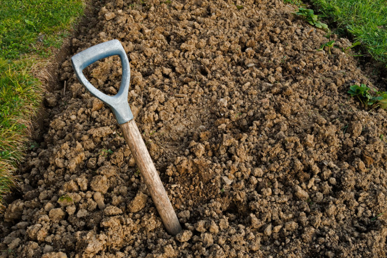 Top 100 Plants for Clay Soil: Best Vegetables, Flowers, and Trees