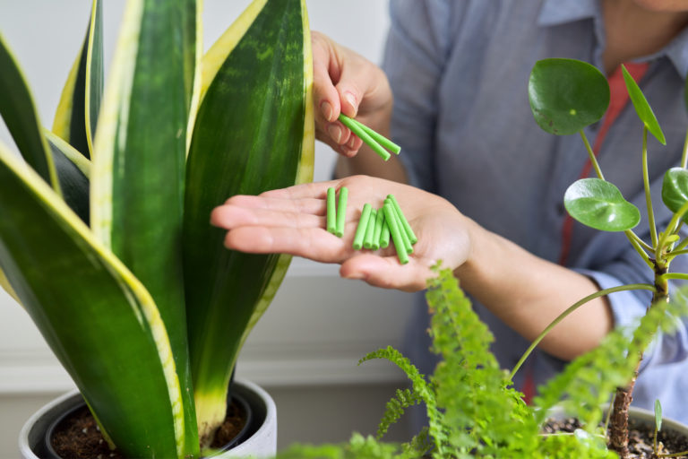 The Ultimate Guide to Fertilizing Houseplants: When, How, and What to Use