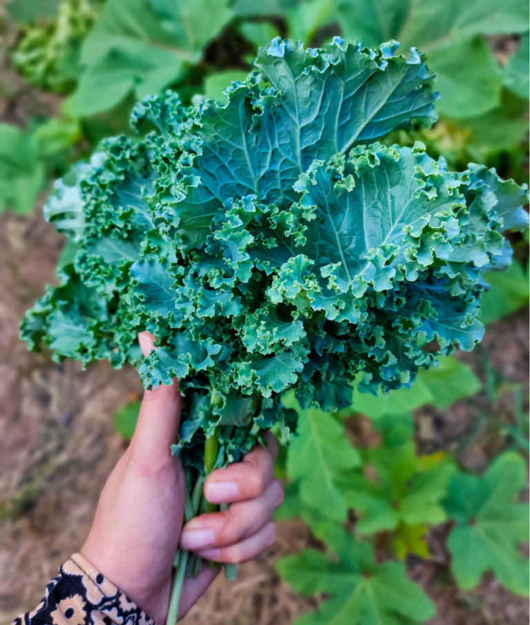 The Secret to Growing Endless Fresh Kale All Year Round