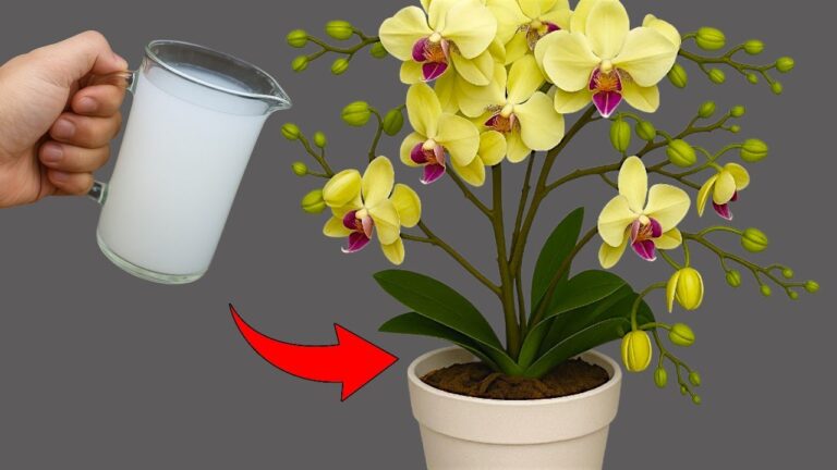 1 Cup a Month: Grow Orchids 300% Faster for Year-Round Blooms!