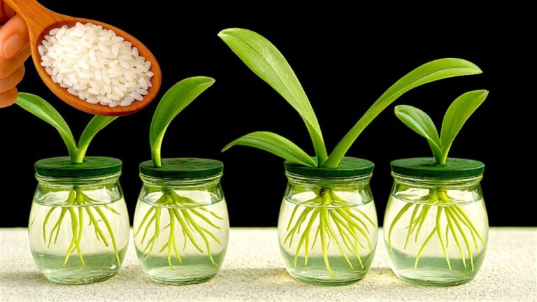 Grow 5 Beautiful Orchids Without Soil Using This Simple Trick!