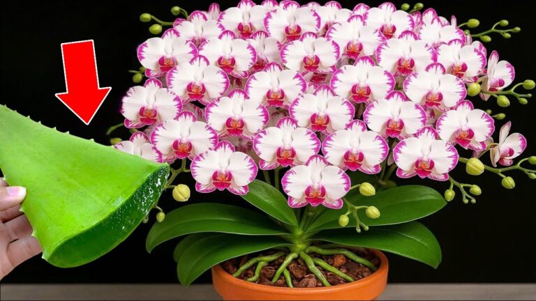 Unlock 600% More Blooms: Discover the Magic of Aloe Vera for Orchids!