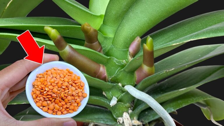 Unlock Orchid Blooms: 5-Minute Secret Recipe for Stunning Flowers!