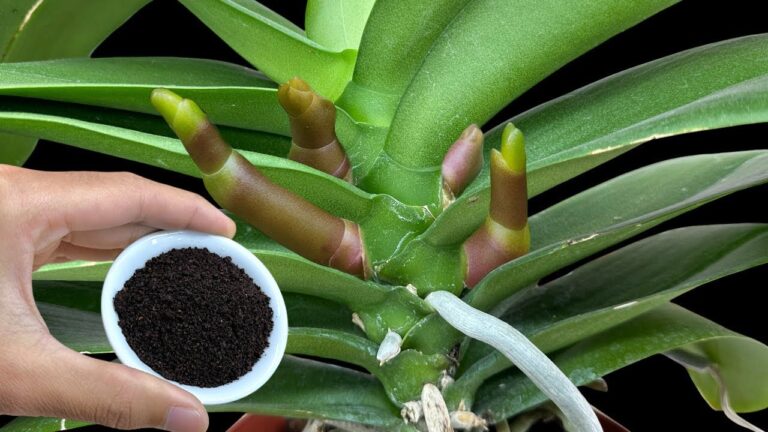 5 Simple Tips to Make Your Orchids Bloom with Magical Flowers!