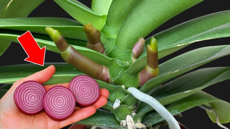 5 Secrets to Make Your Orchids Bloom Year-Round with Just 1 Weekly Dose!