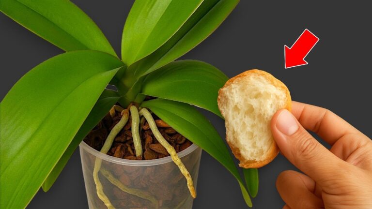 Discover 5 Natural Fertilizers for Orchids to Enjoy Year-Round Blooms!