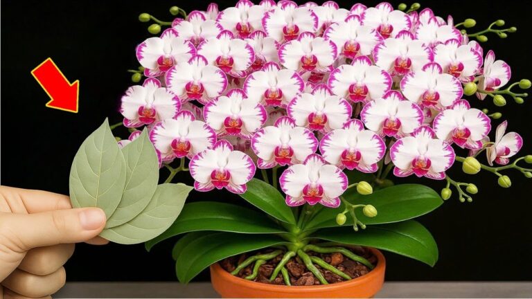 Boost Your Orchids: 5 Secrets to 500% More Blooms with Leaves and Roots!