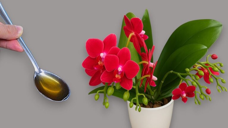 Unlock 1 Simple Trick for Year-Round Orchid Blooms You’ll Love!