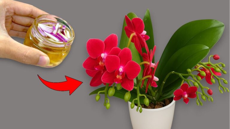 1 Magical Bottle to Make Your Orchids Bloom Non-Stop! Discover the Secret Today!