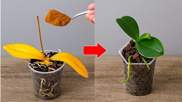 Revive 7 Rotten Orchids Instantly with This Simple Trick! 🌸