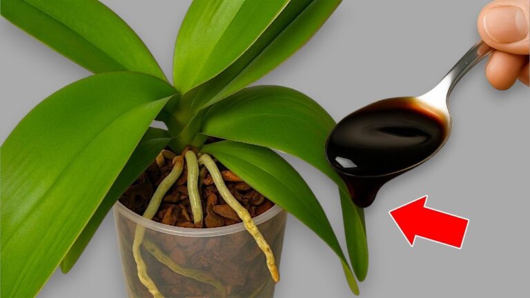 4 Secrets to Make Your Orchids Bloom All Year Round