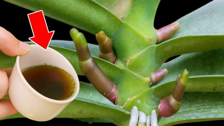 Grow 1001 Orchid Roots: 1 Simple Cup Trick for Instant Blooms!