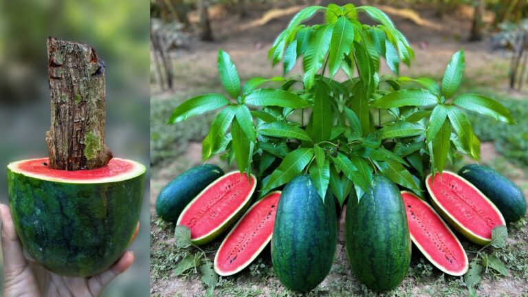 Grow 5 Unique Mango-Watermelon Trees Using Aloe Vera Secrets!