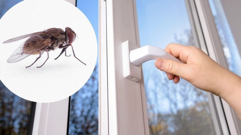 10 Genius Tips to Banish Flies from Your Home with a Simple Window Hack