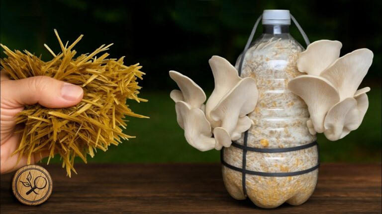 7 Simple Steps to Grow Mushrooms in Plastic Bottles at Home