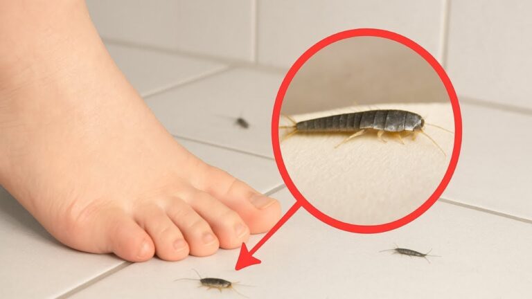 7 Surprising Hacks from a Hotel Cleaner to Get Rid of Silverfish for Good