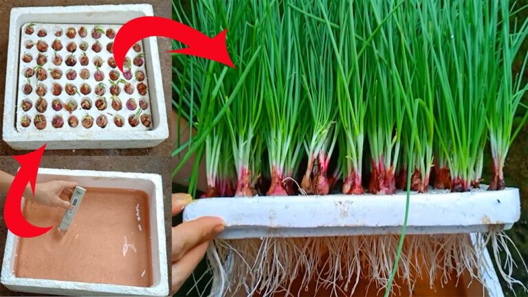 5 Simple Steps to Grow Onions Hydroponically at Home