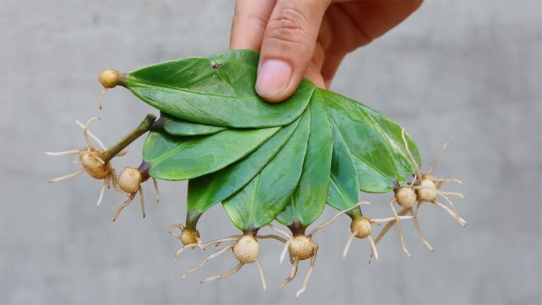 7 Simple Steps to Propagate Leaves in Sand for Root Success at Home
