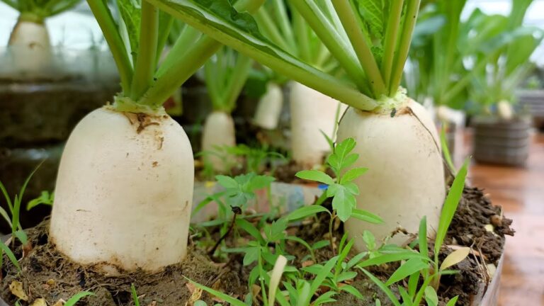 10 Tips to Grow Big White Icicle Radishes on Your Terrace!