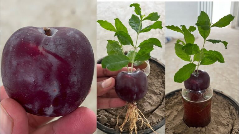 Grow 7 Delicious Plum Trees Using This Unique 100% Working Method!