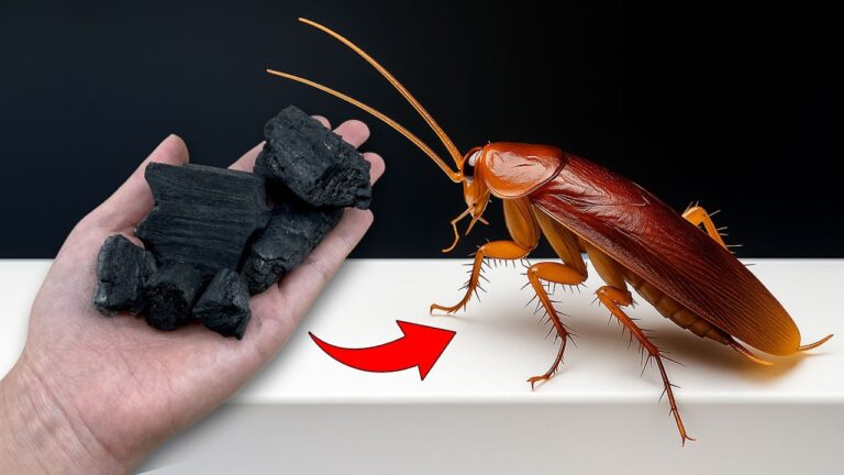 Say Goodbye to Cockroaches: 5 Clever Charcoal Hacks That Work!