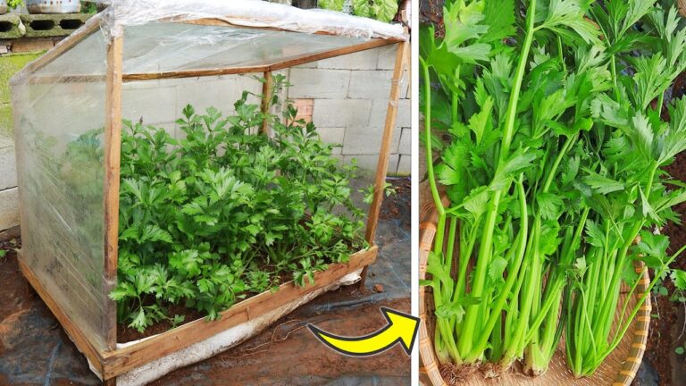 10 Tips for Growing Celery in a Mini Greenhouse for a Bountiful Harvest