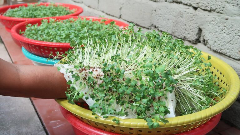 10 Creative Soil-Free Garden Ideas You Can Try at Home Today!