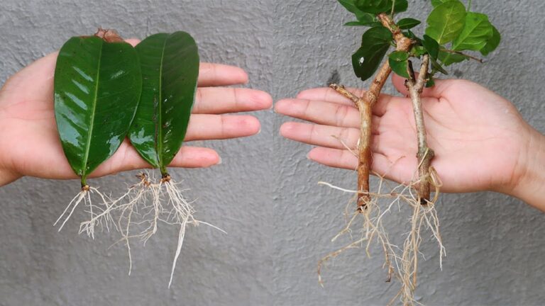 5 Easy Tips to Propagate Plants in Plastic Bottles with Sand
