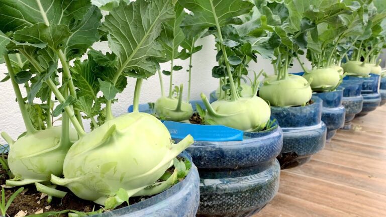 10 Reasons to Grow Kohlrabi on Your Balcony for a Bountiful Harvest!