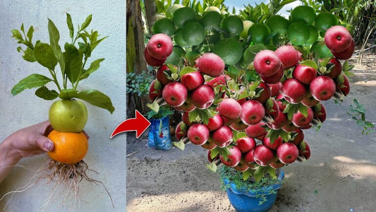 Graft 3 Unique Fruits: Orange, Apple, and Aloe Vera for Amazing Harvest!