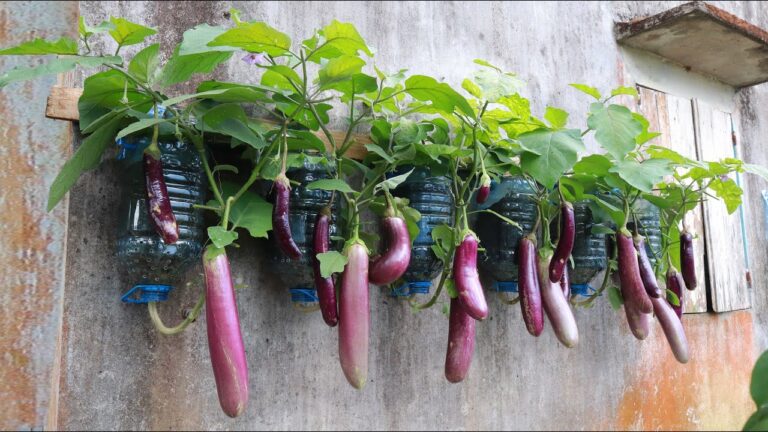 5 Simple Steps to Grow Lush Eggplants in Plastic Bottles Without a Garden