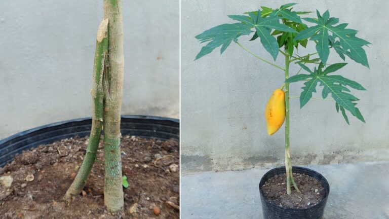 5 Essential Tips for Propagating Papaya Trees and Growing Huge Fruits