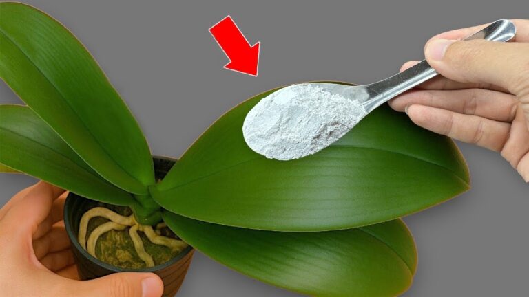 Revive Your Orchids: 5 Proven Tips for Healthy Leaves and Roots