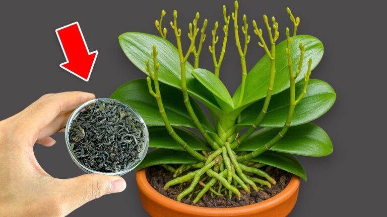 Transform 1 Orchid Node into 10+ Blooms with This Simple Trick!
