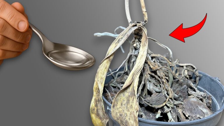 Revive 5 Dying Plants Easily with This Simple Trick You Need to Try!