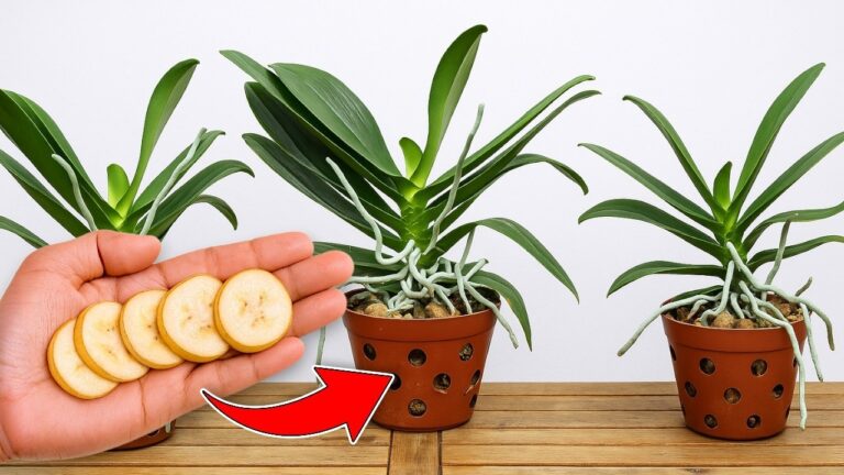 Unlock 1001 Roots: Just 1 Slice a Week for Blooming Orchids!
