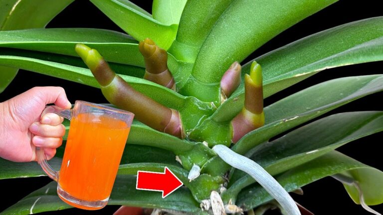 5 Secret Tips for Orchid Care You Need to Try Today!