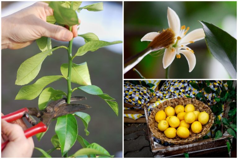 Grow Your Own Indoor Meyer Lemon Tree That Actually Bears Fruit