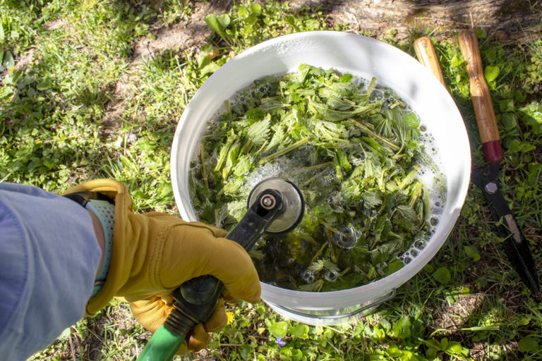How to Make Stinging Nettle Fertilizer Tea for a Thriving Garden