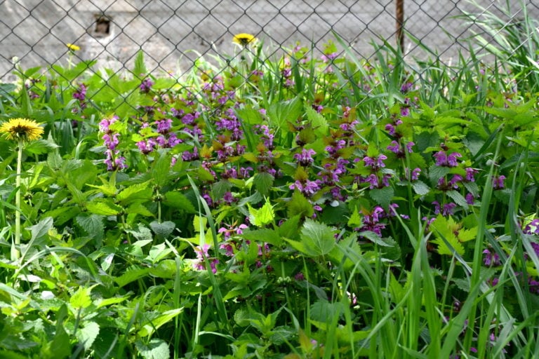 5 Tips for a Gorgeous, Low-Maintenance May Garden
