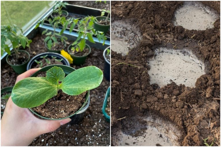 9 Essential Soil Amendments for Thriving Vegetable Gardens