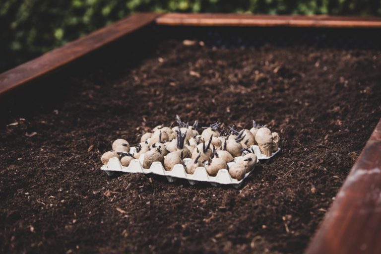 Mastering Raised Bed Potatoes: Essential Tips for a Bountiful Harvest