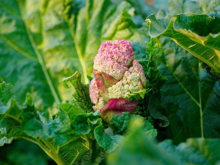 Prevent Your Rhubarb from Flowering: Tips and Solutions
