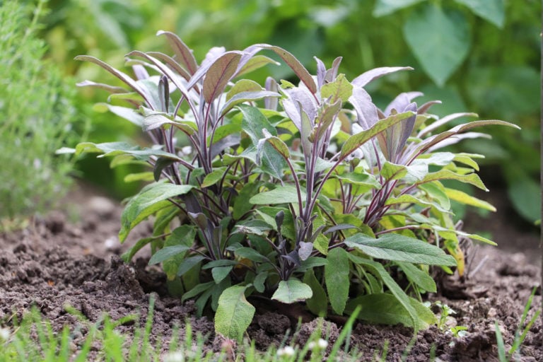 The Secret to Growing Huge Sage Plants from Seeds or Cuttings