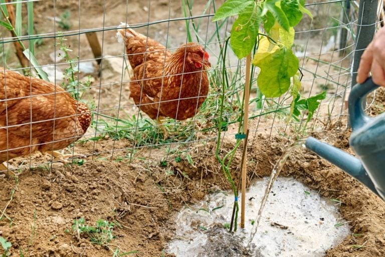 8 Garden Plants You Shouldn’t Let Your Chickens Near
