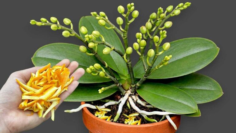 Just sprinkle a little! Even orchids without flowers may suddenly begin blooming