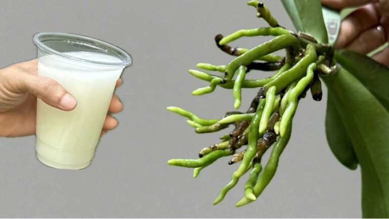 This special water can help revive orchid roots quickly and easily