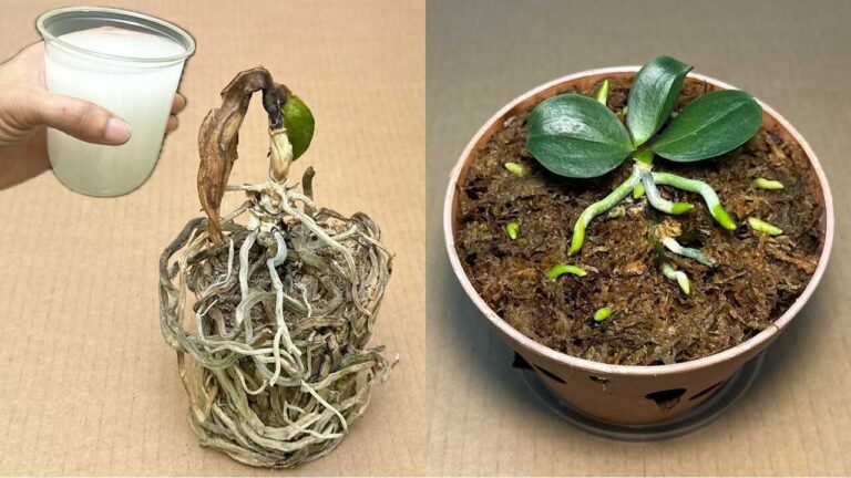 A single cup can help revive rotten orchids in this simple way
